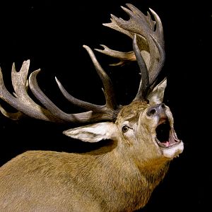 Roaring Red Stag Shoulder Mount Pedestal Taxidermy