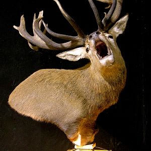 Roaring Red Stag Shoulder Mount Pedestal Taxidermy