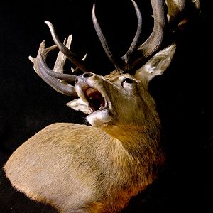 Roaring Red Stag Shoulder Mount Pedestal Taxidermy