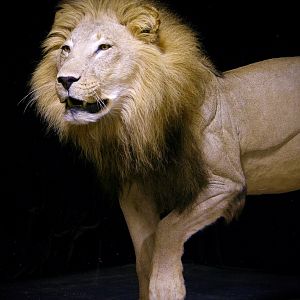 Lion Full Mount Taxidermy