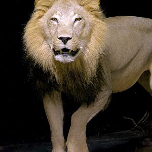 Lion Full Mount Taxidermy