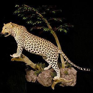 Leopard Full Mount Taxidermy