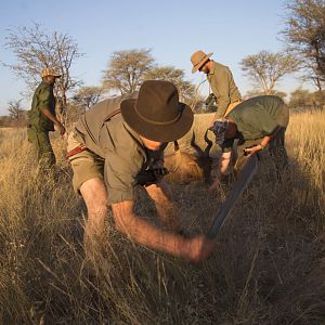 Red Hartebeest Hunting in Namibia