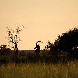 Sable Namibia