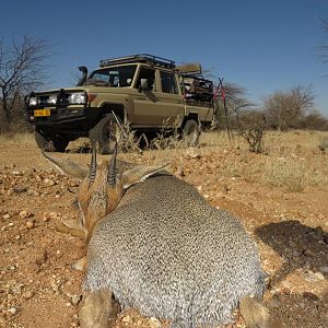 Namibia Hunt Damara Dik Dik