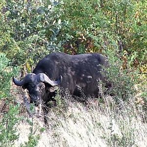 Cape Buffalo Hunting Namibia