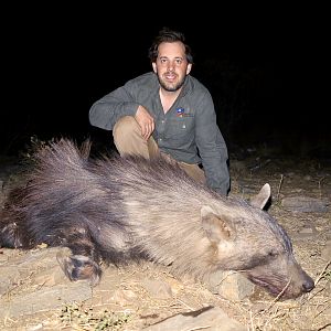 Namibia Hunting Brown Hyena