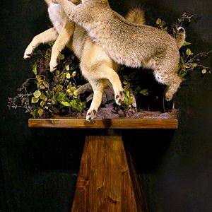 Big Bobcat VS Coyote Full Mount Pedestal Taxidermy