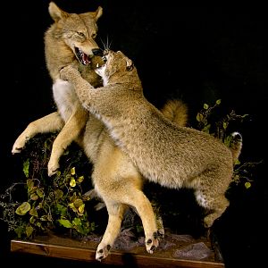 Big Bobcat VS Coyote Full Mount Pedestal Taxidermy