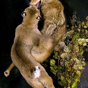 Big Bobcat VS Coyote Full Mount Pedestal Taxidermy