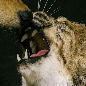 Big Bobcat VS Coyote Full Mount Pedestal Taxidermy