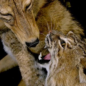 Big Bobcat VS Coyote Full Mount Pedestal Taxidermy