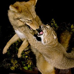 Big Bobcat VS Coyote Full Mount Pedestal Taxidermy