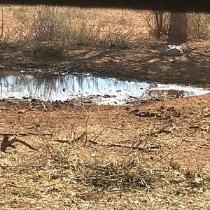 Cobra on other side of the waterhole