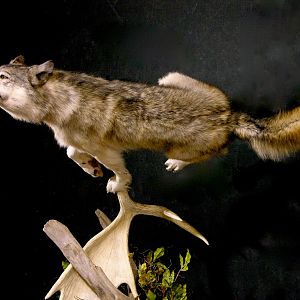 Custom Life-size Wolf Mount Pedestal Taxidermy