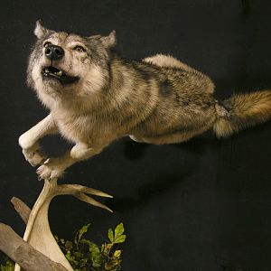 Custom Life-size Wolf Mount Pedestal Taxidermy