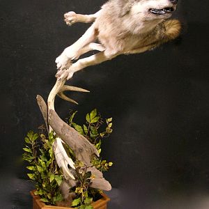 Custom Life-size Wolf Mount Pedestal Taxidermy