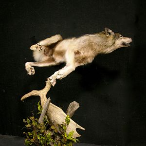 Custom Life-size Wolf Mount Pedestal Taxidermy