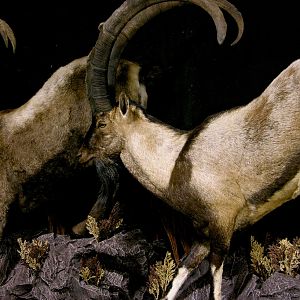 Ibex Full Mount Taxidermy