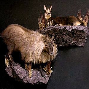 Tarh & Chamois Full Mount Taxidermy