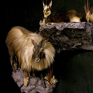 Tarh & Chamois Full Mount Taxidermy