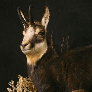 Chamois Full Mount Taxidermy