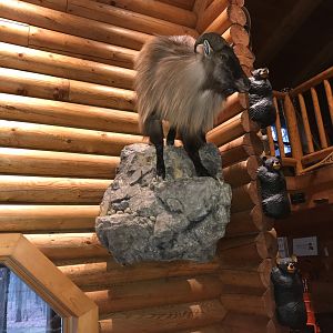 Tahr Full Mount Taxidermy