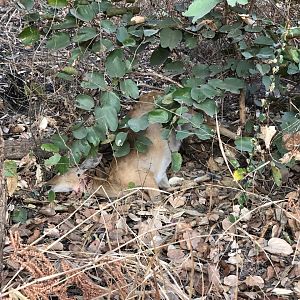 Leopard kill Reedbuck Cameroon