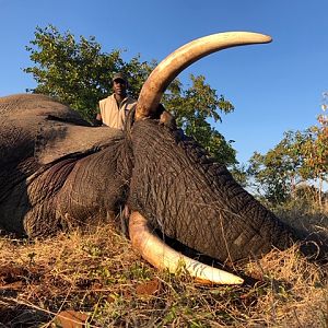 Hunt Elephant Zimbabwe