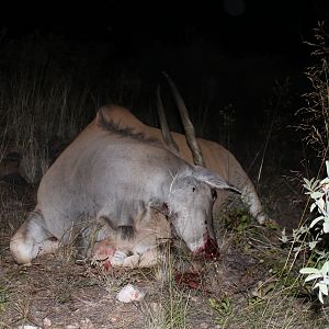 Eland Hunting Namibia