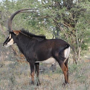 Sable Antelope South Africa