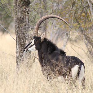 Sable Antelope South Africa