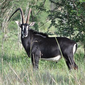 Sable Antelope South Africa