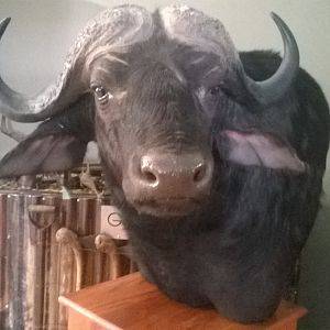 Buffalo Shoulder Mount Pedestal Taxidermy