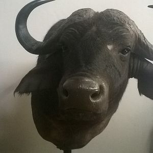 Buffalo Shoulder Mount Taxidermy