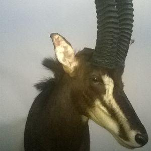 Sable Shoulder Mount Taxidermy