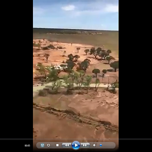 Estimated 300,000 cattle have drowned in northern Australia