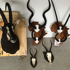 Trophies Taxidermy