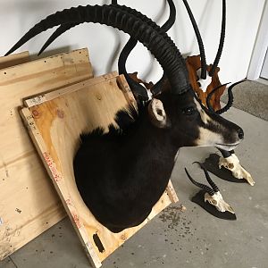 Sable Antelope Shoulder Mount Taxidermy