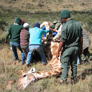 Giraffe Hunting South Africa