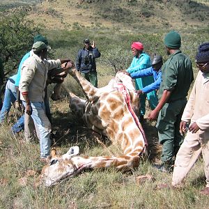 South Africa Hunt Giraffe