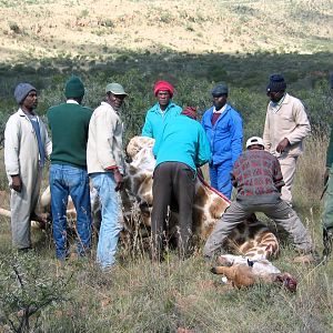 Hunting Giraffe in South Africa