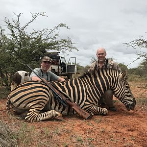 Hunt Burchell's Plain Zebra in South Africa