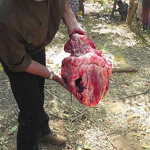 Elephant Shot through the heart