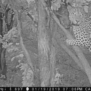 Zimbabwe Trail Cam Pictures Leopard