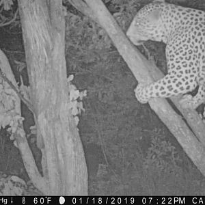 Trail Cam Pictures of Leopard in Zimbabwe