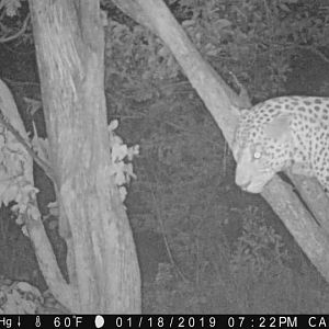 Leopard Trail Cam Pictures Zimbabwe