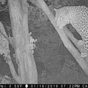 Zimbabwe Trail Cam Pictures Leopard