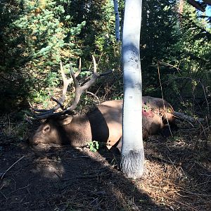 Hunting Elk