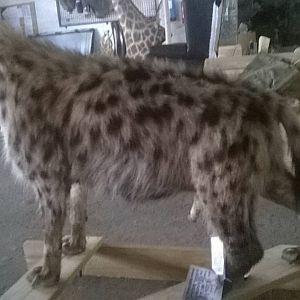 Spotted Hyena Full Mount Taxidermy